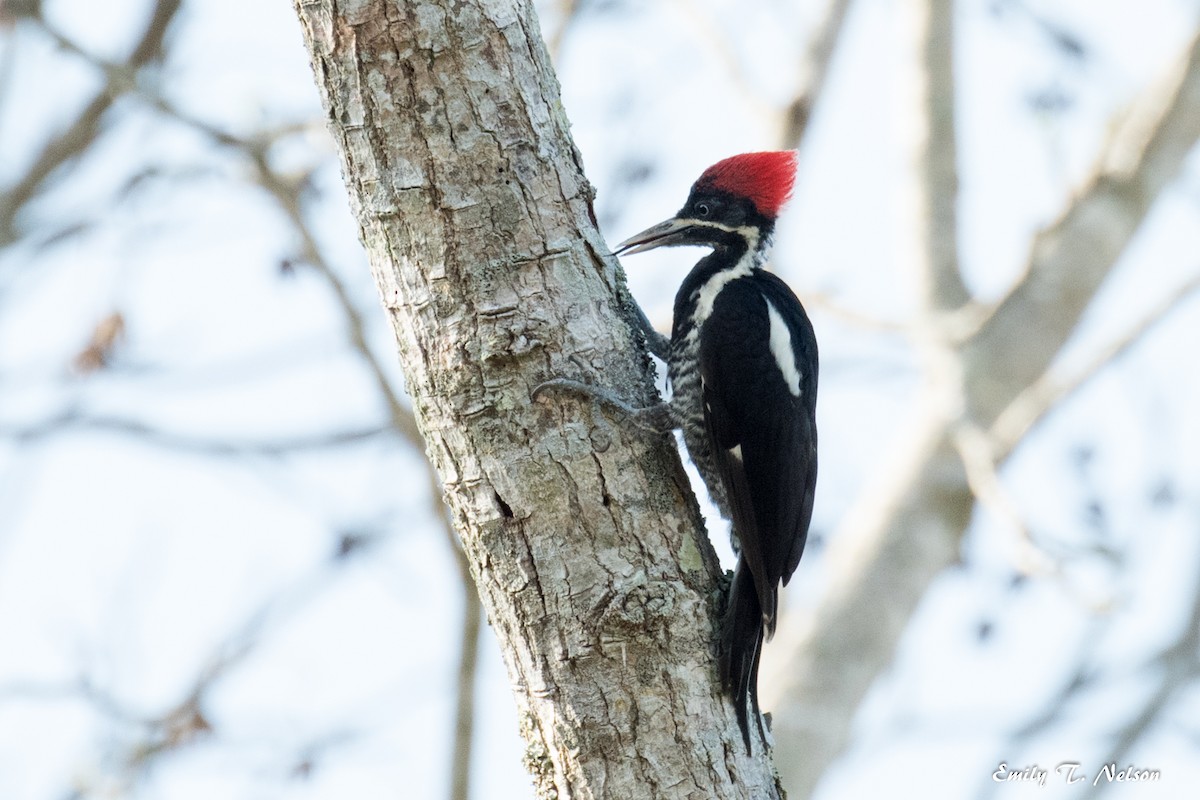 Lineated Woodpecker - ML48139011