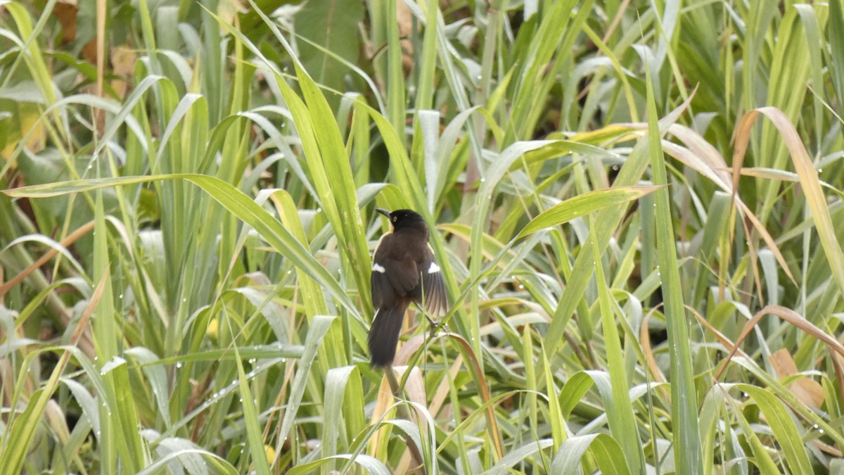 Black-capped Donacobius - Jose Guillermo  Aguilera Jara