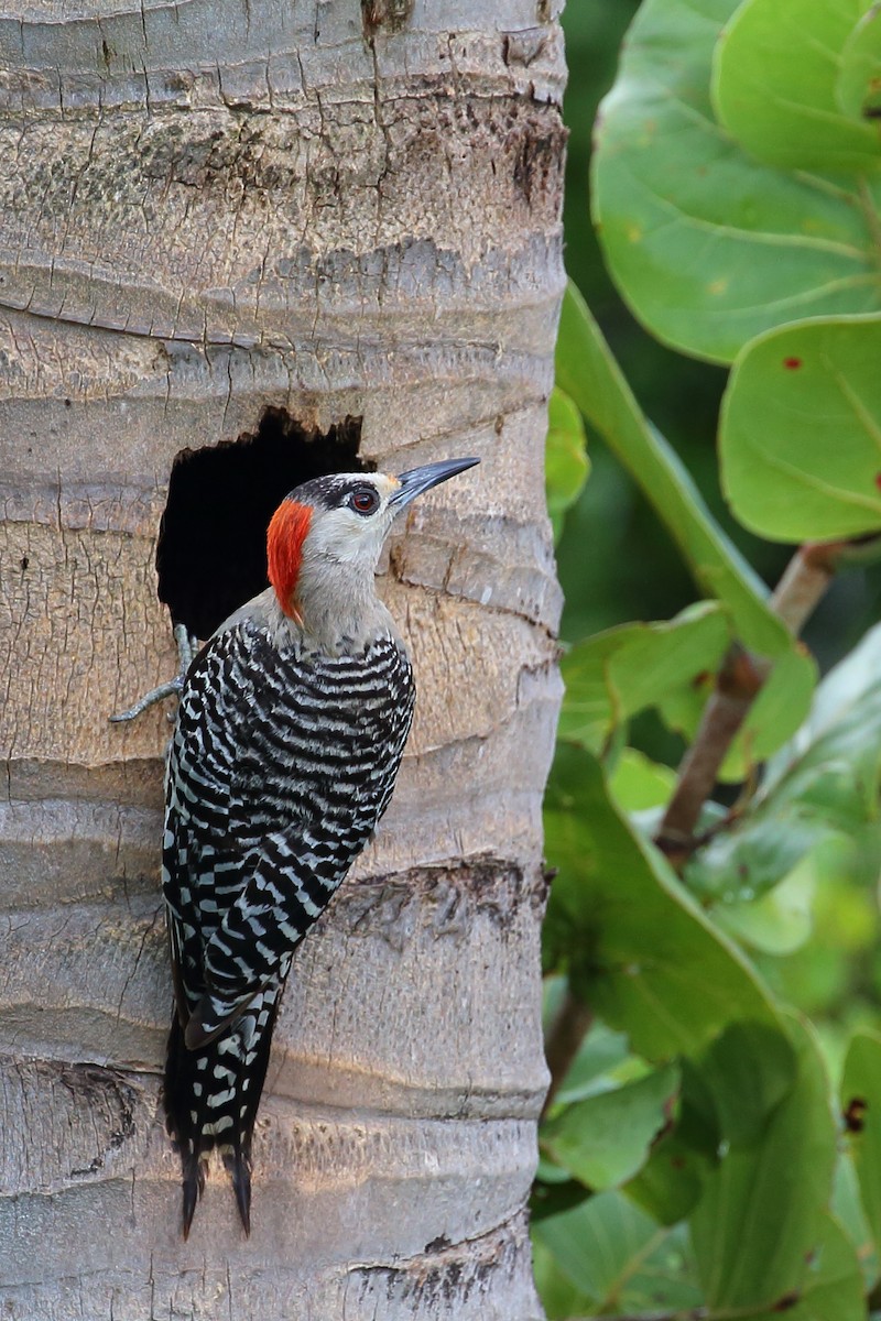 West Indian Woodpecker - ML481391671