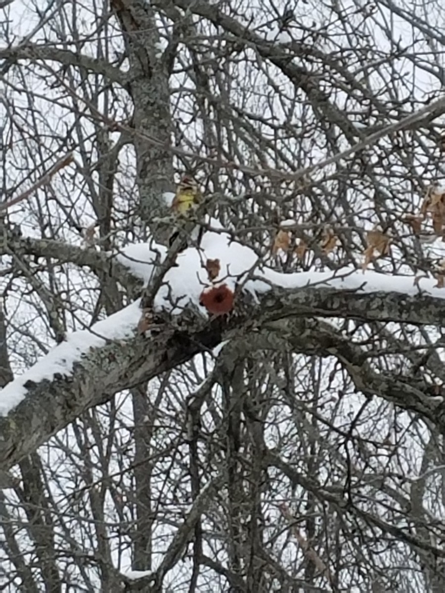 Yellow-bellied Sapsucker - ML48139171