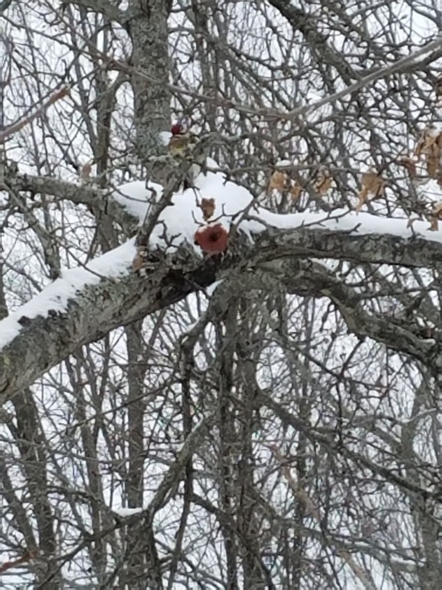 Yellow-bellied Sapsucker - ML48139191