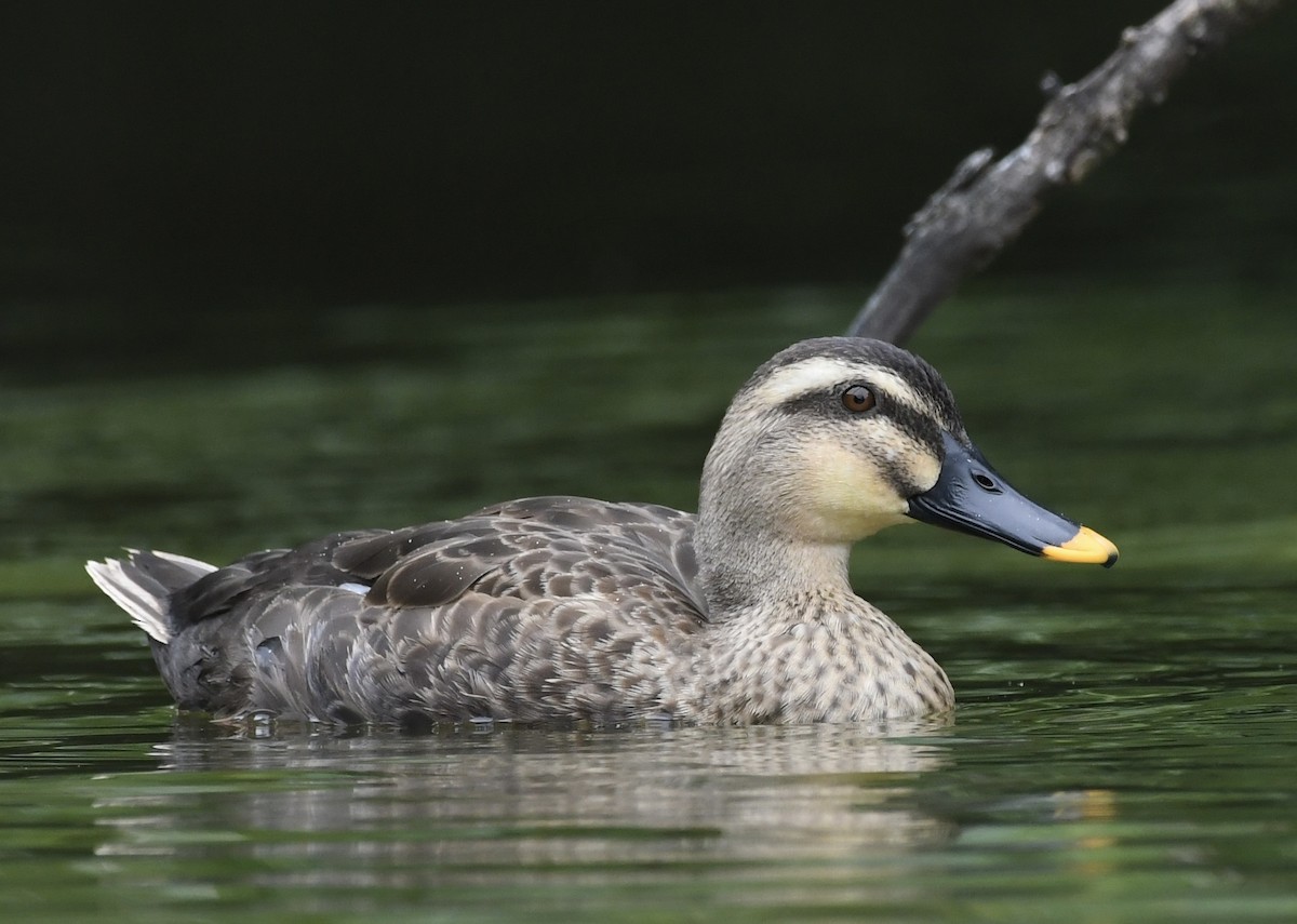 Eastern Spot-billed Duck - ML481392861