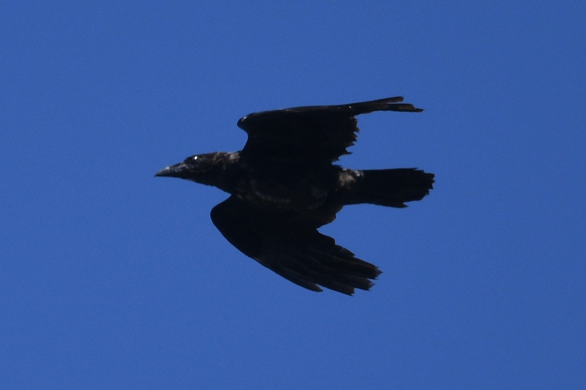 Common Raven - Timothy Carstens