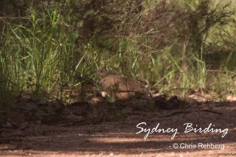 Painted Buttonquail - ML481393221