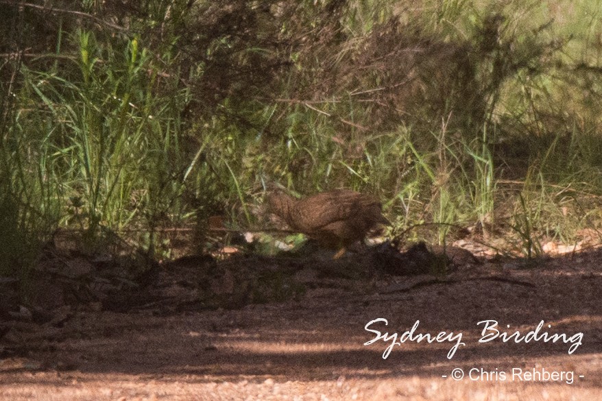 Painted Buttonquail - ML481393231