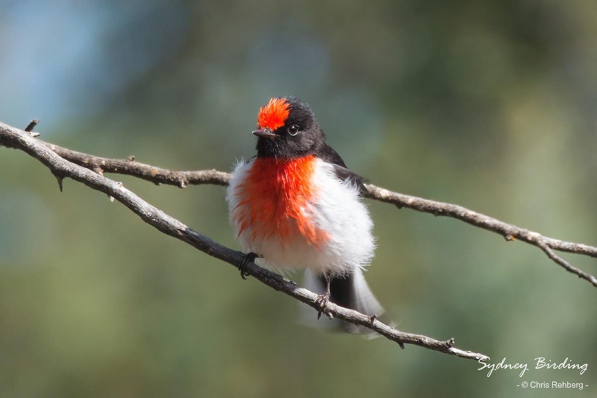 Red-capped Robin - ML481393391