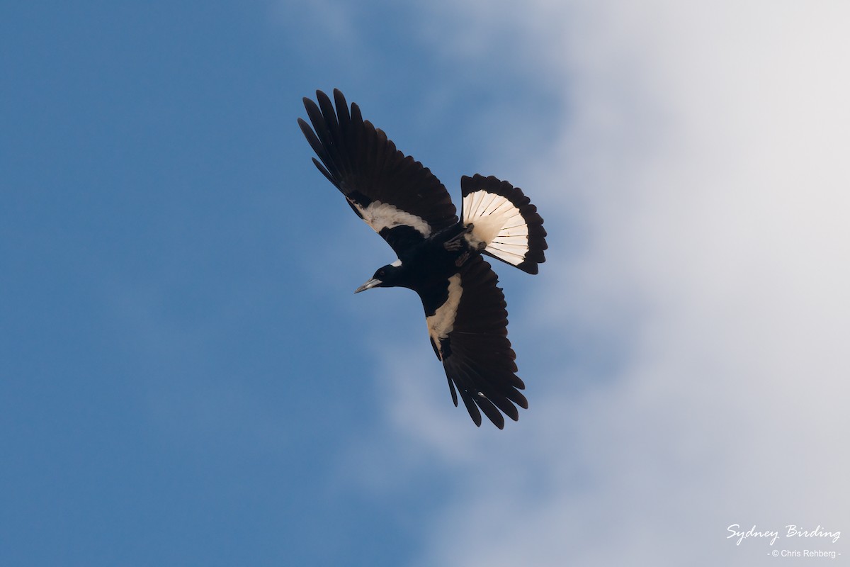 Australian Magpie - ML481393411