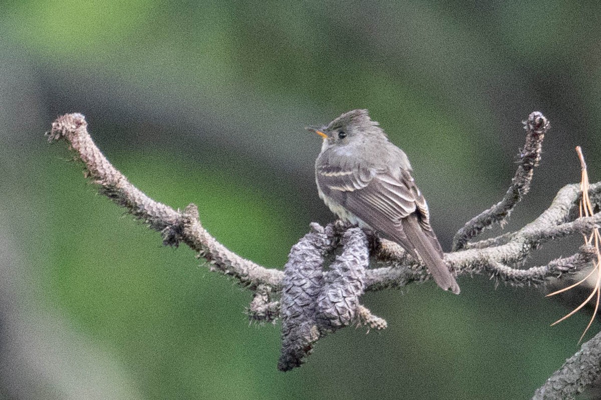 Greater Pewee - ML481393581