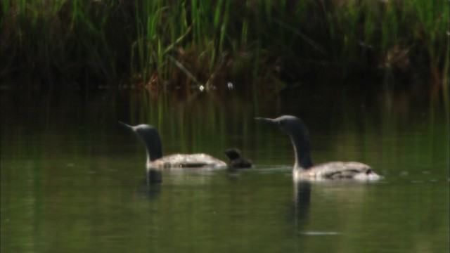 Lesser Yellowlegs - ML481394