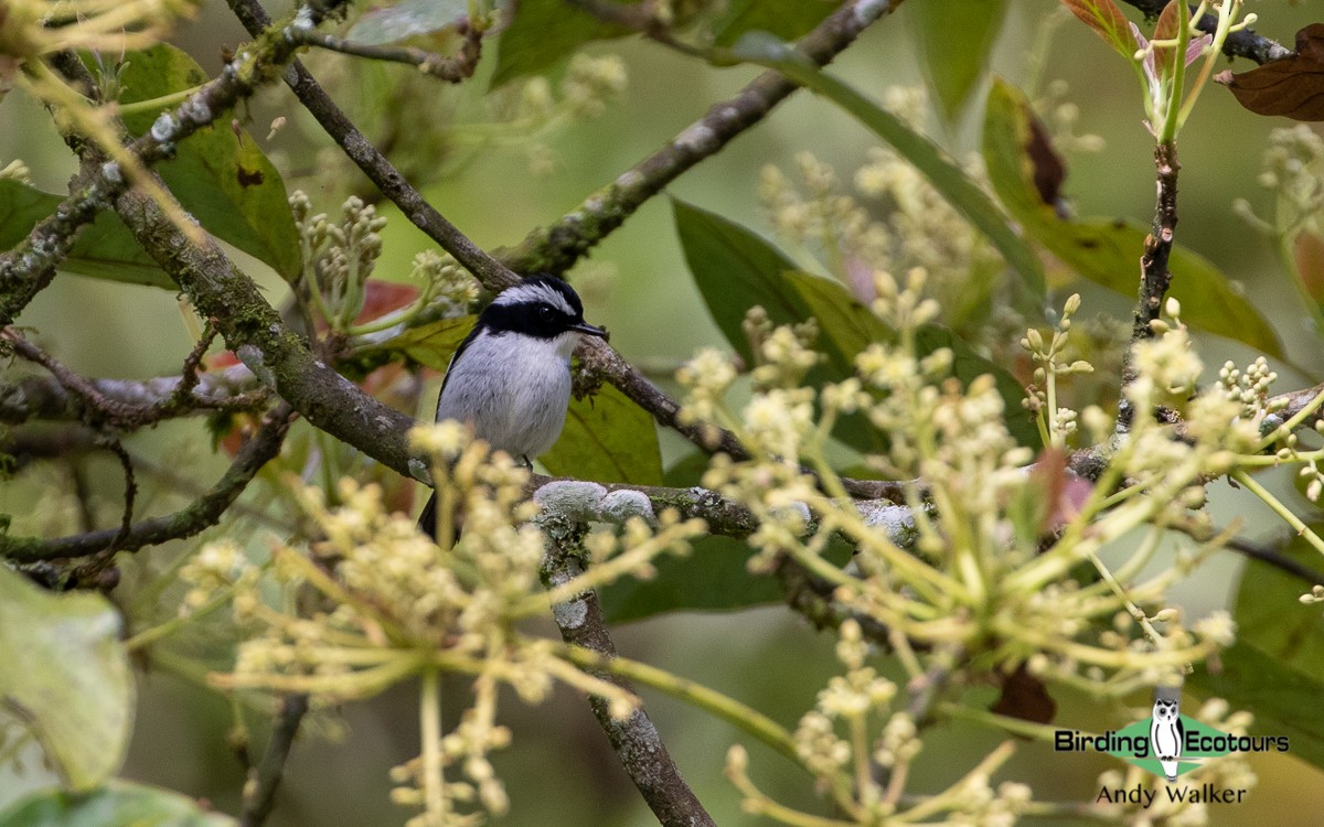 Little Pied Flycatcher - ML481395241