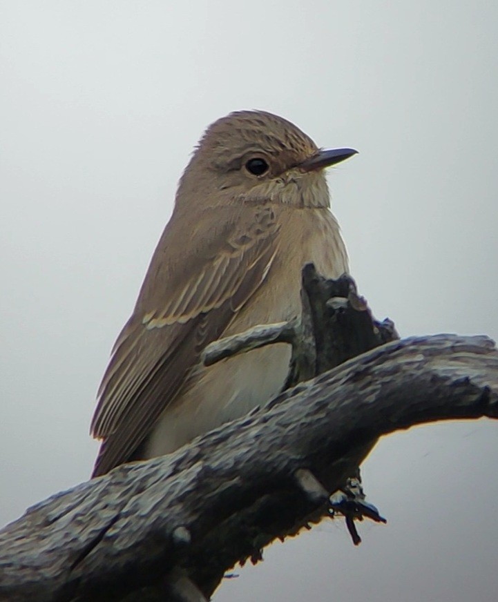 Spotted Flycatcher - ML481395491