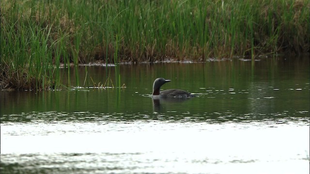 紅喉潛鳥 - ML481396