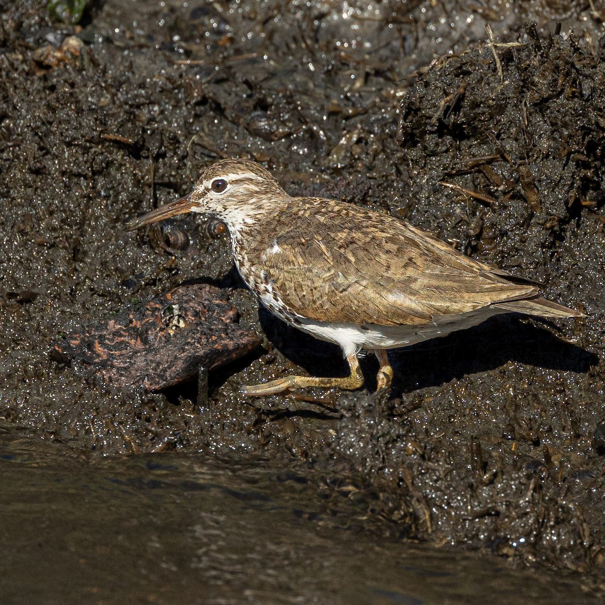 Spotted Sandpiper - ML481396571