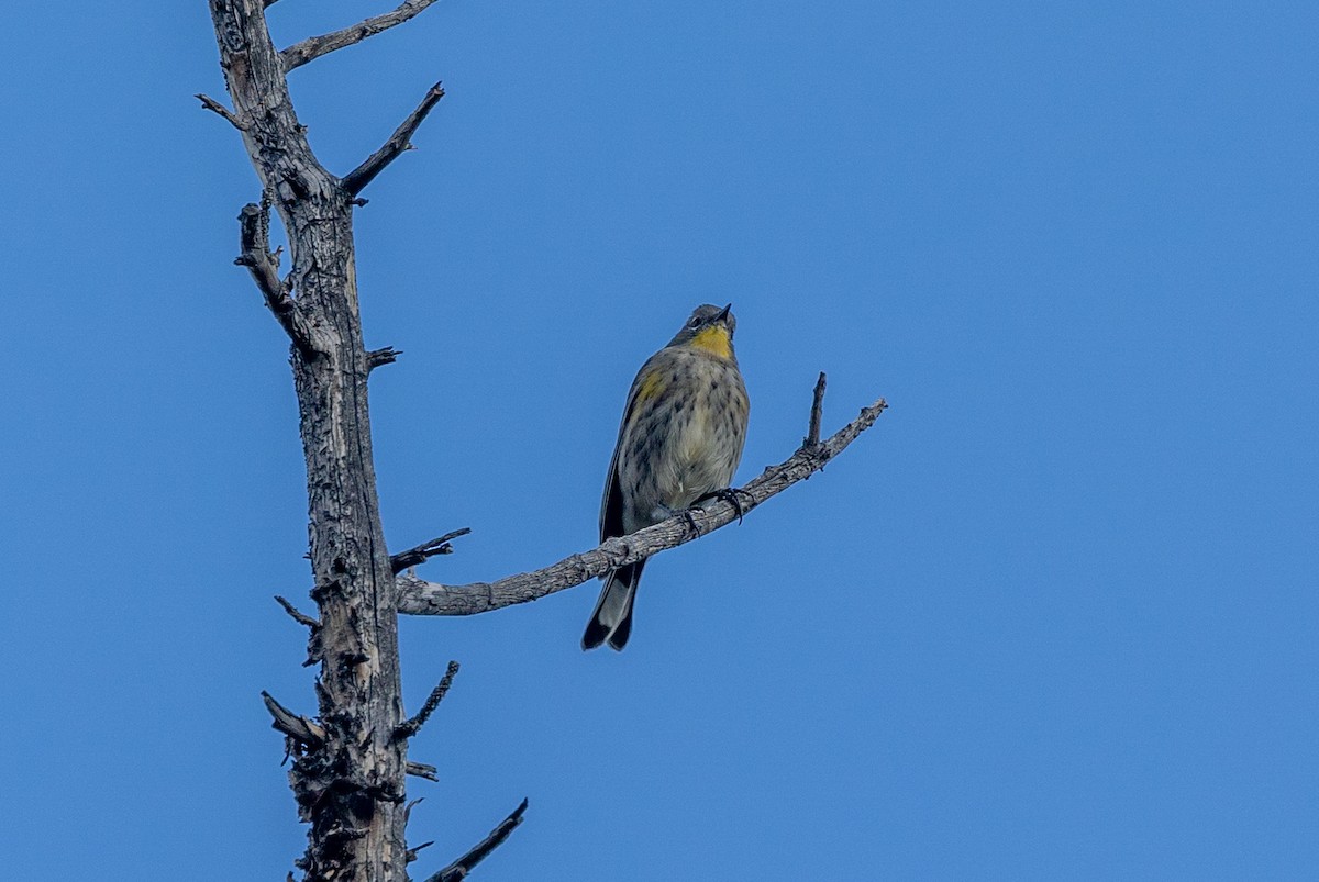 Yellow-rumped Warbler - ML481396821