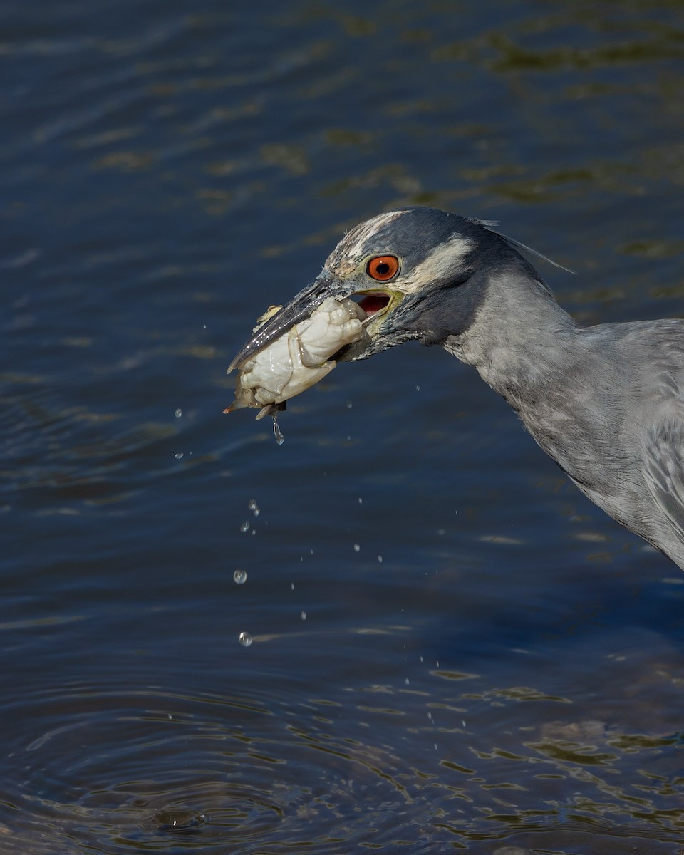 Yellow-crowned Night Heron - John Kauffman