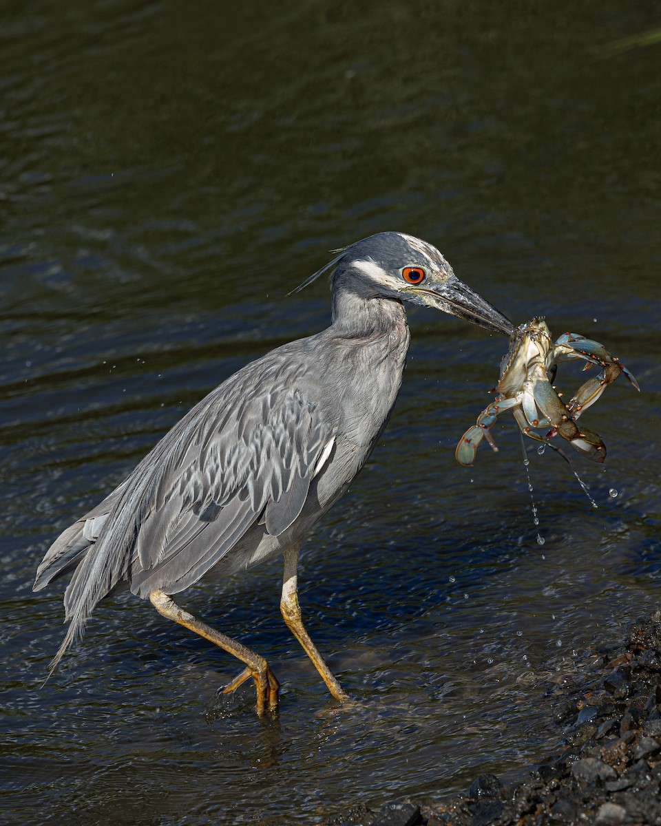 Yellow-crowned Night Heron - John Kauffman