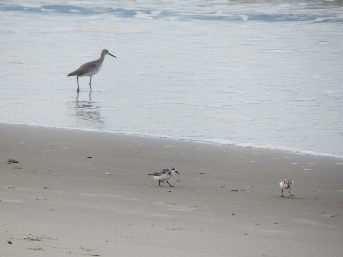Willet - ML481398561