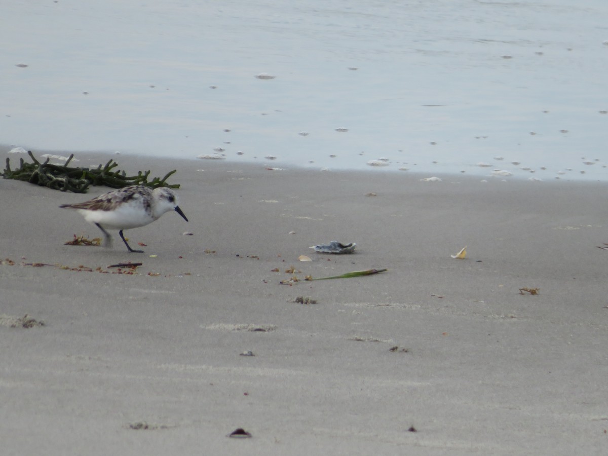 Sanderling - ML481398771