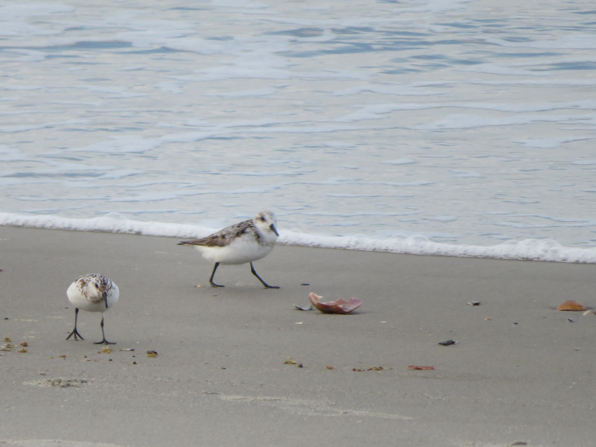 Sanderling - ML481398781