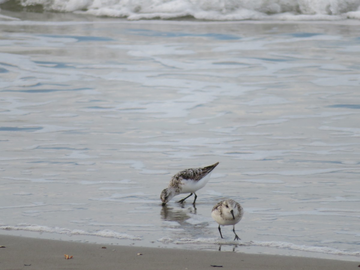 Sanderling - ML481398801