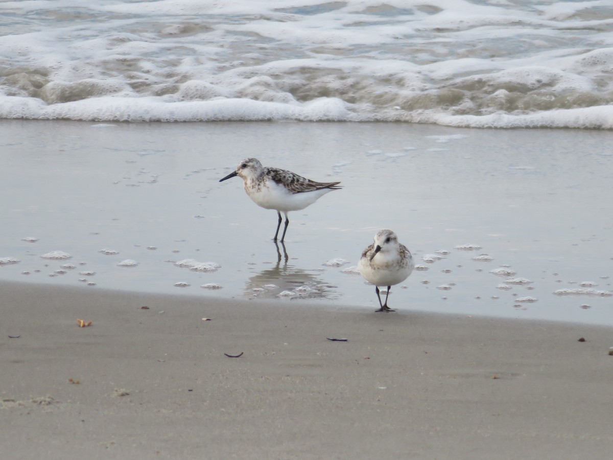 Sanderling - ML481398821