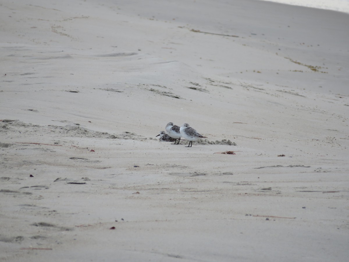 Sanderling - ML481398831