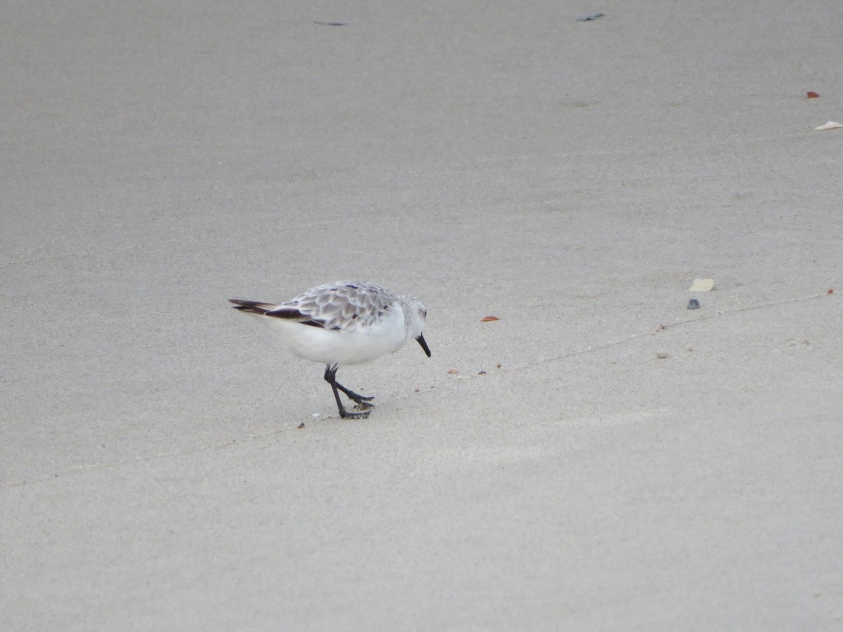 Sanderling - ML481398841
