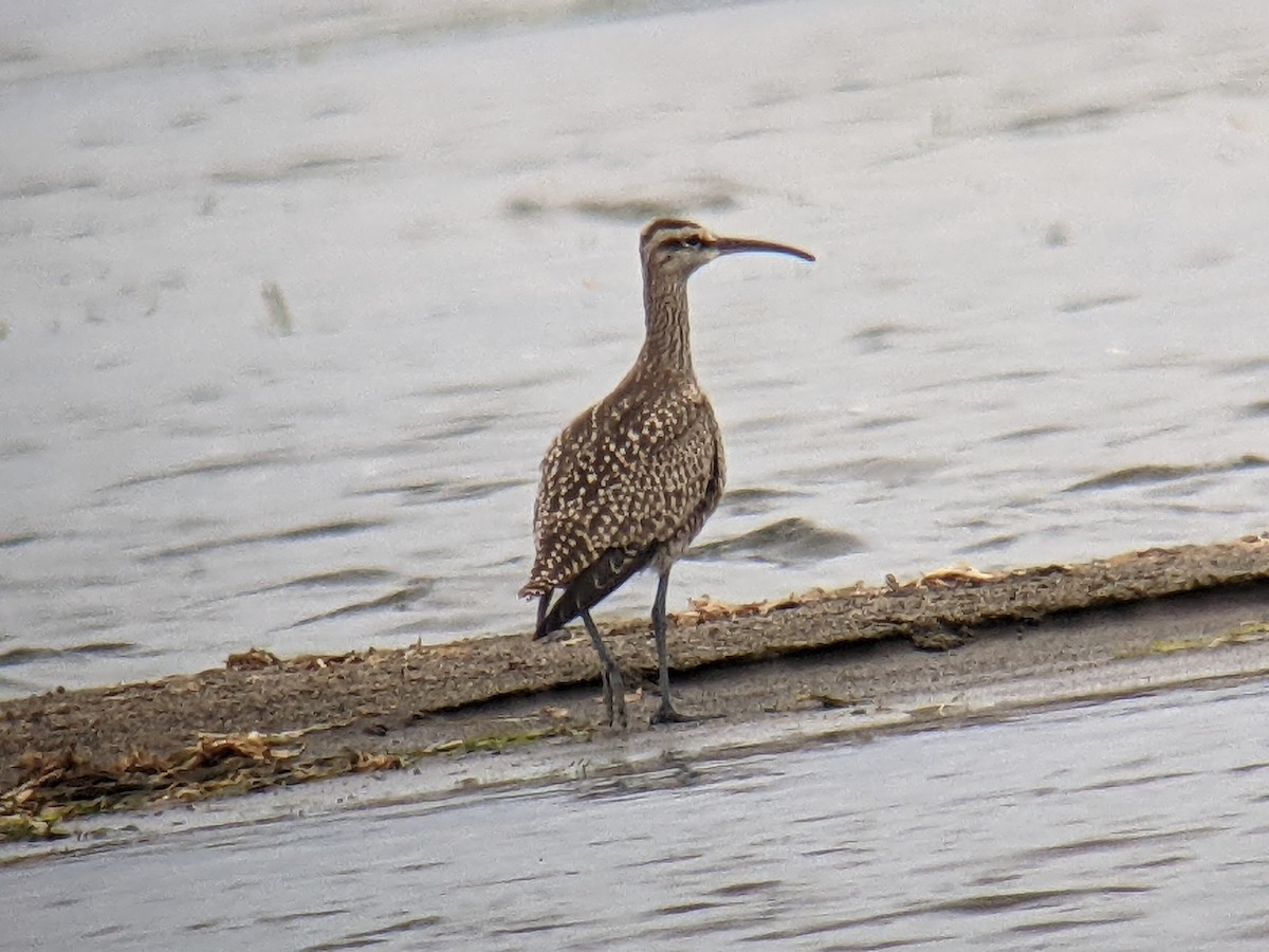 Whimbrel - Clem Nilan