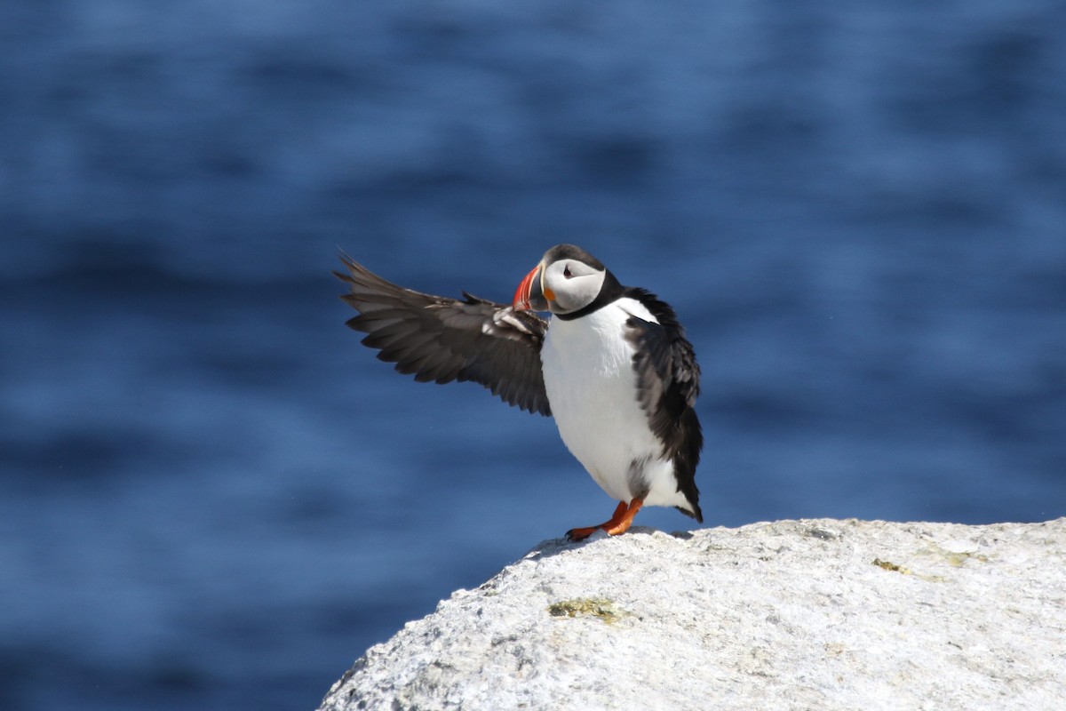 Atlantic Puffin - ML481398861