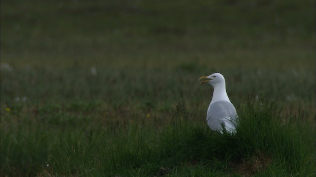 Glaucous Gull - ML481399