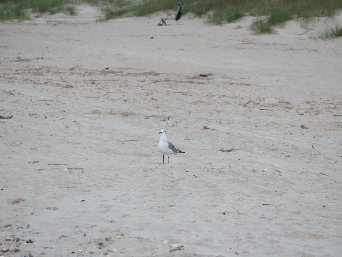 Laughing Gull - ML481399181