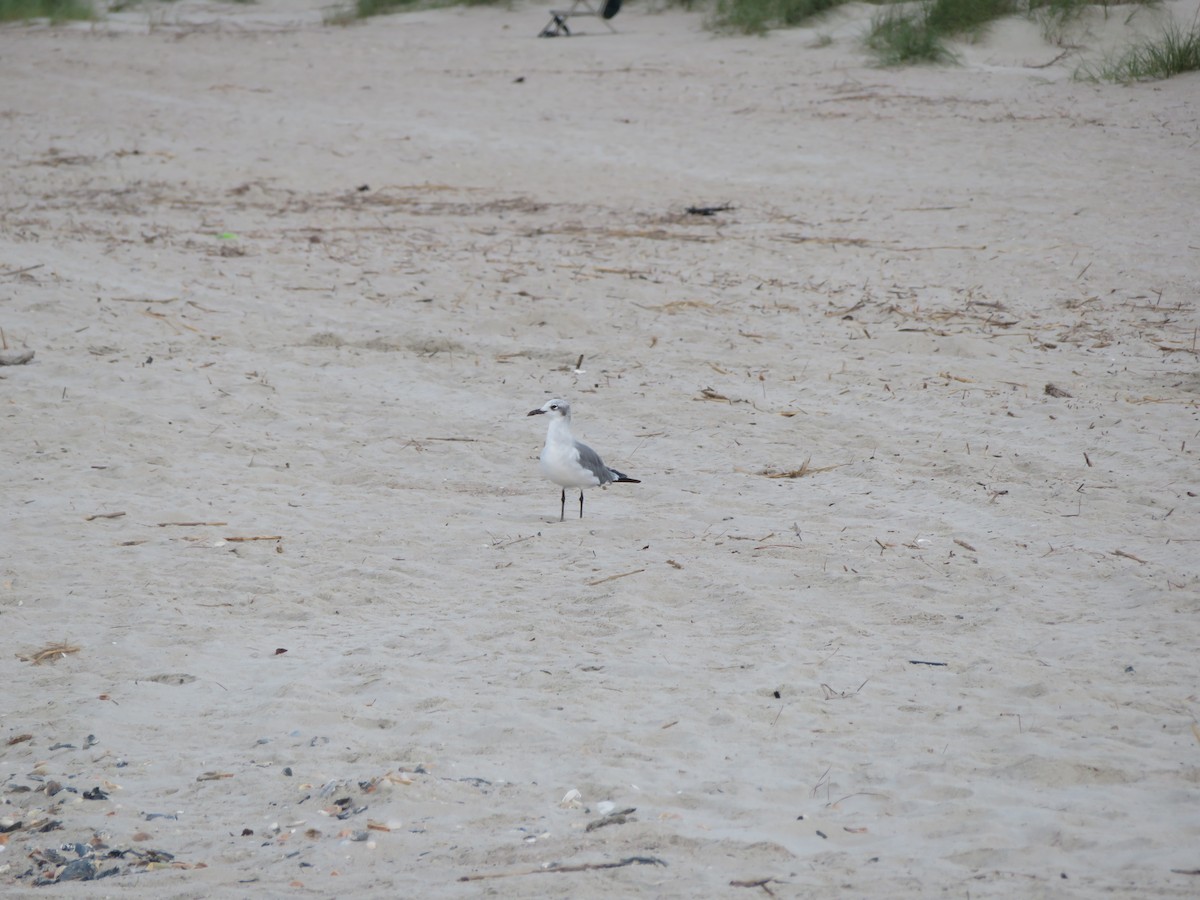 Laughing Gull - ML481399191