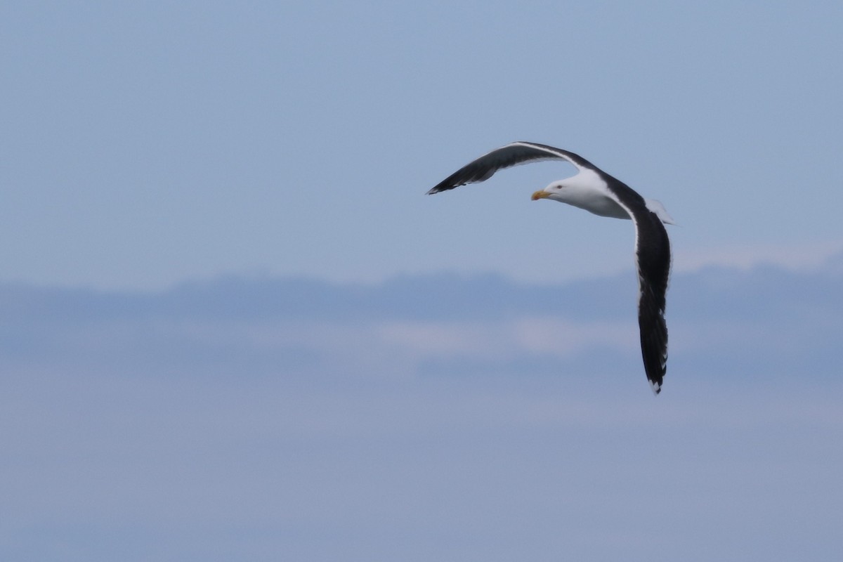 Great Black-backed Gull - ML481399291