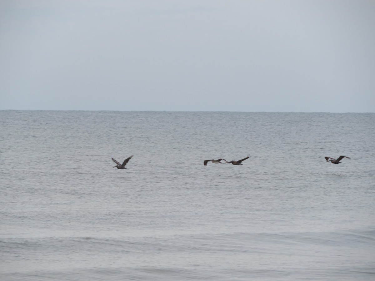 Brown Pelican - ML481399301