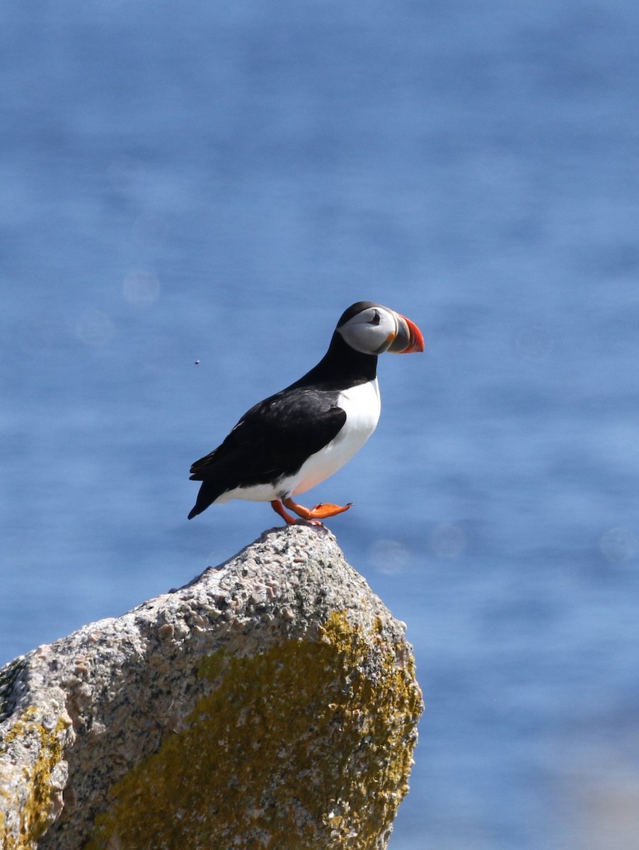 Atlantic Puffin - Kristina McOmber