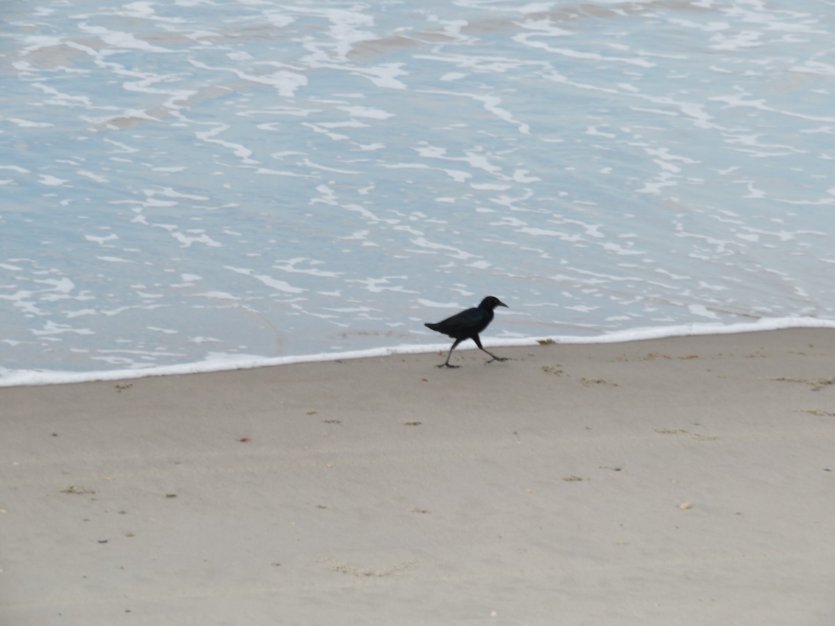 Boat-tailed Grackle - ML481399411