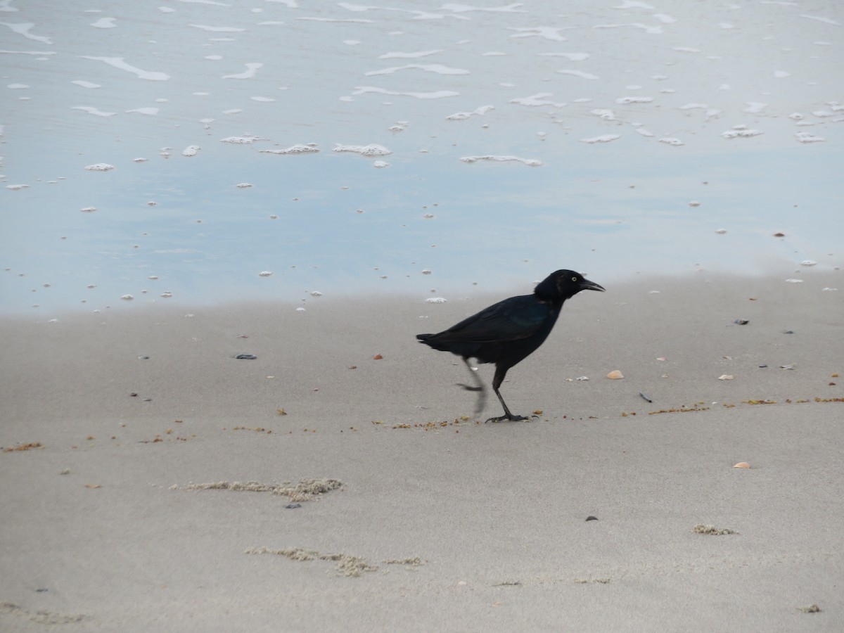 Boat-tailed Grackle - ML481399421