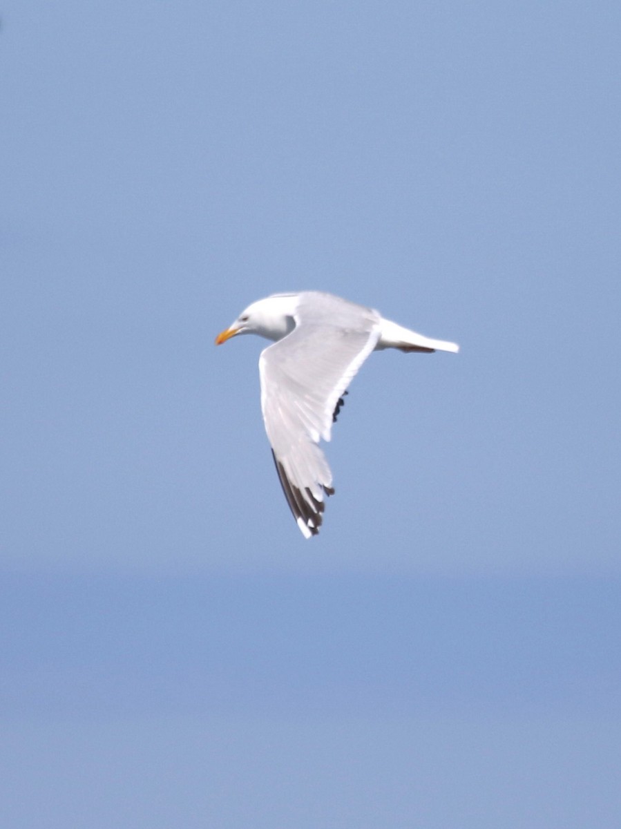 American Herring Gull - ML481399511