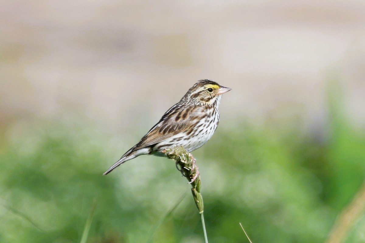 Savannah Sparrow - ML481399781