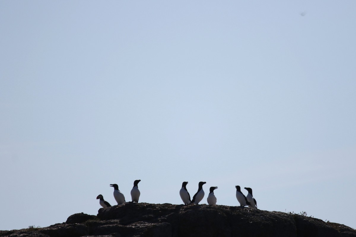 Razorbill - ML481399961