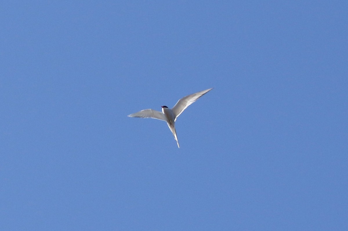 Arctic Tern - Kristina McOmber