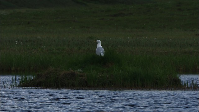 Glaucous Gull - ML481400