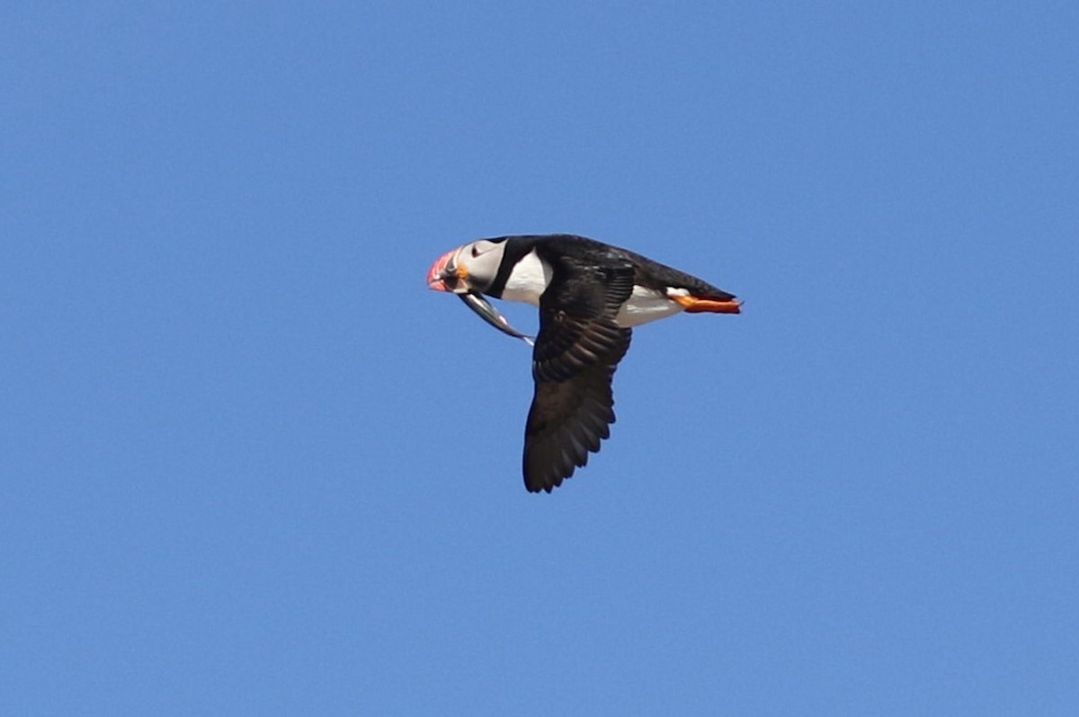 Atlantic Puffin - ML481400031