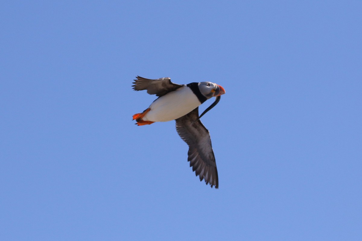 Atlantic Puffin - ML481400081