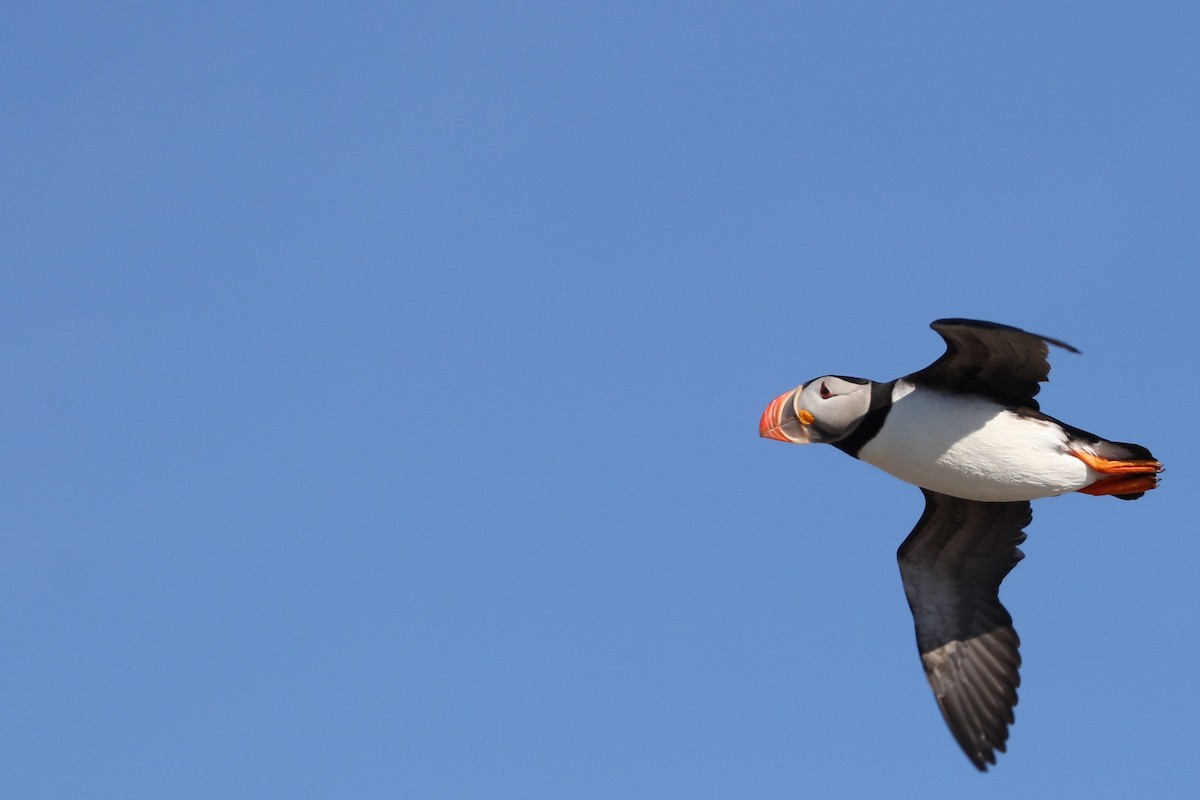 Atlantic Puffin - ML481400091