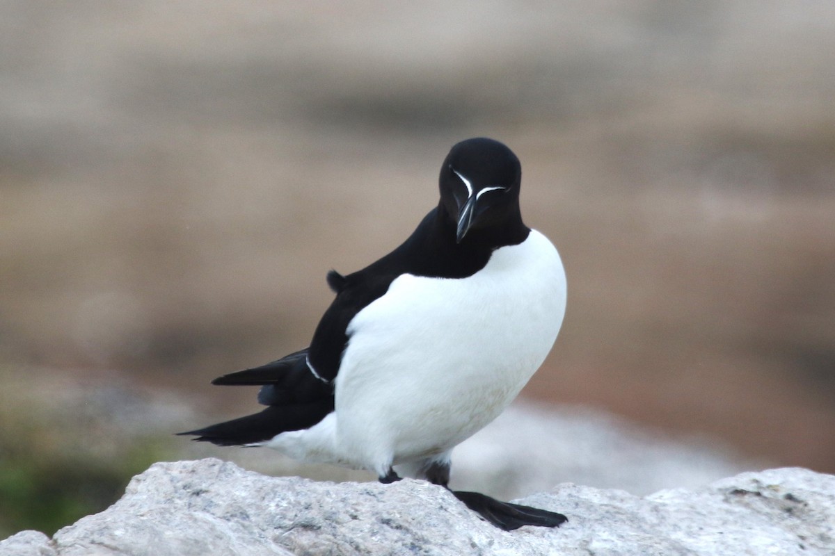 Razorbill - ML481400151