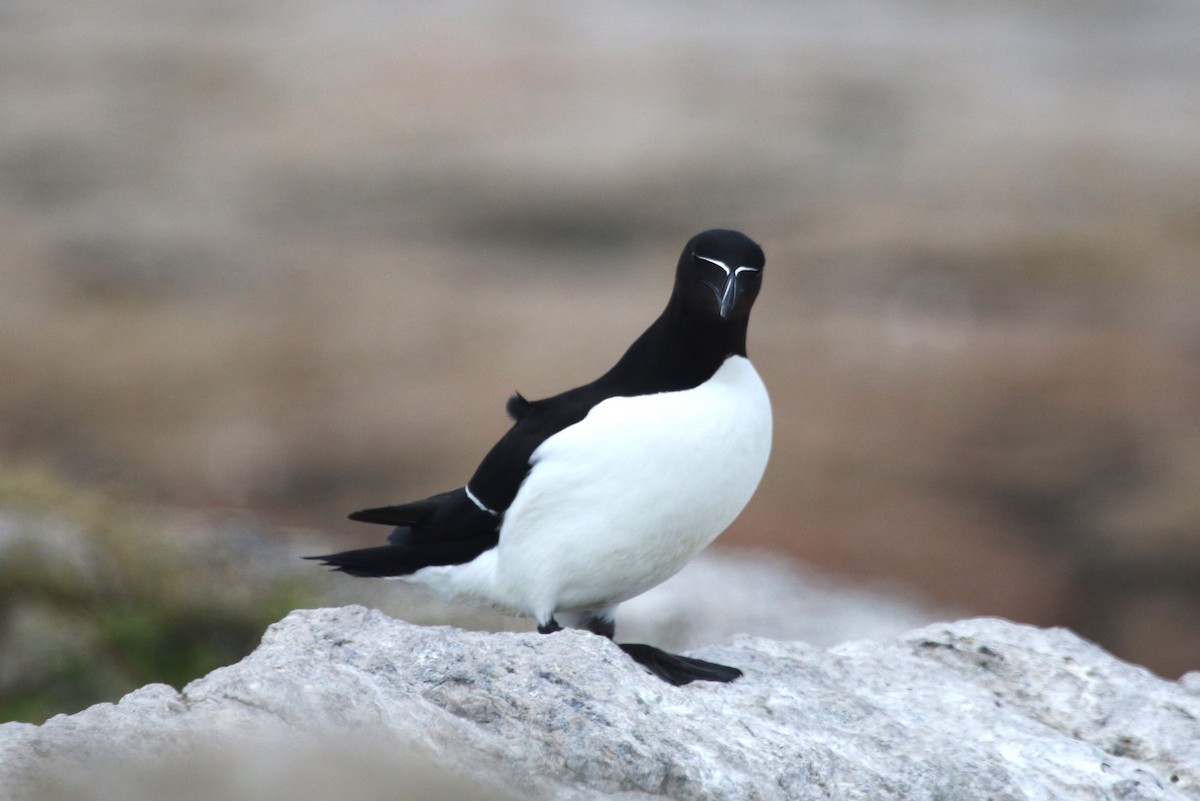 Razorbill - ML481400191