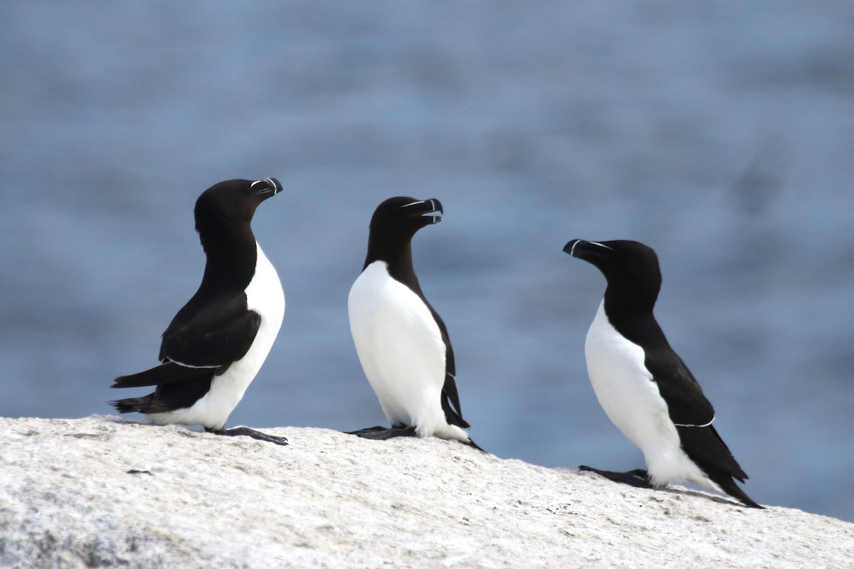 Razorbill - ML481400211