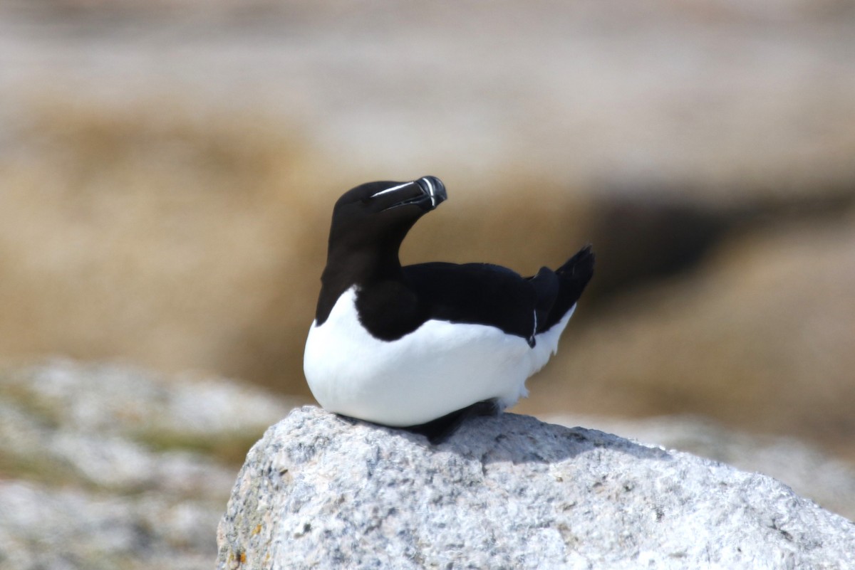 Razorbill - ML481400331