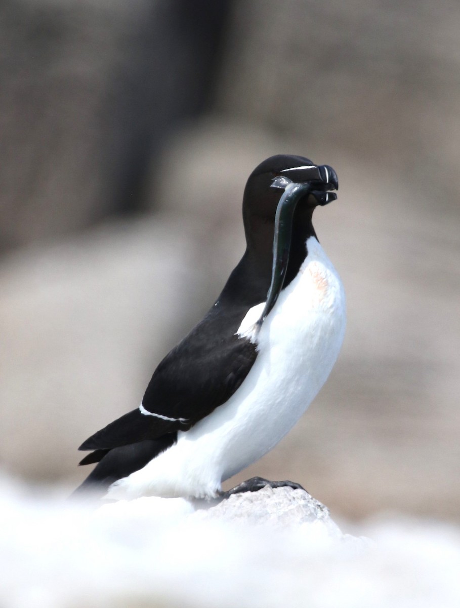 Razorbill - ML481400351